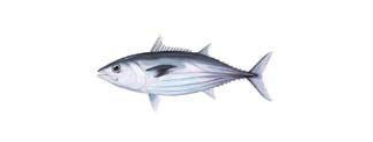 katsuwonus_pelanis.png
