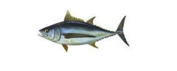 thunnus_alalunga.png