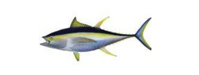 thunnus_albacares.png